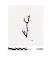 藏品(厚角鞭蘚)的圖片